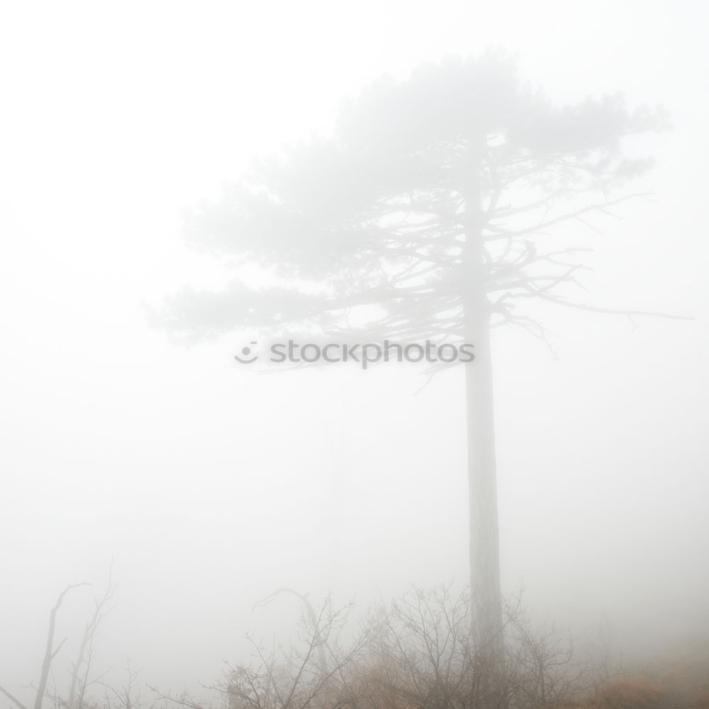 Similar – Foto Bild Weststrand Landschaft