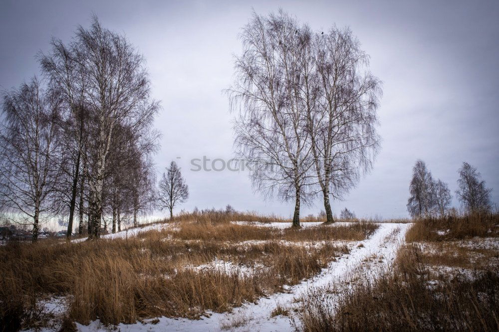 Similar – Winter im Hochmoor Natur