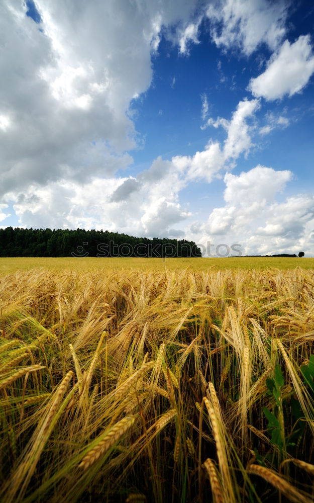 Similar – Image, Stock Photo summer evening Clouds