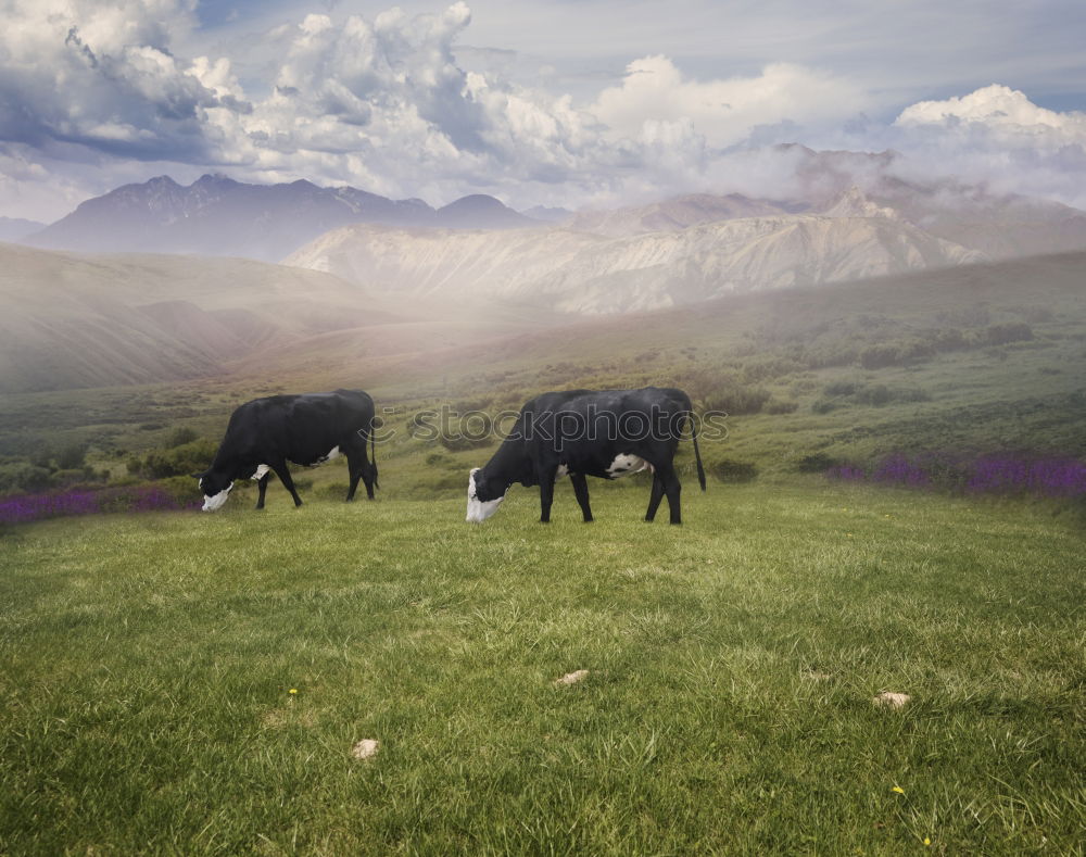 Similar – Image, Stock Photo End time mood in the Dolomites