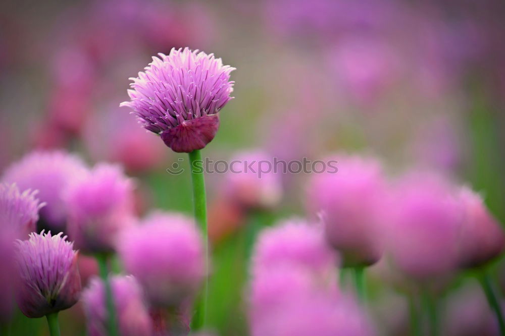 Similar – Image, Stock Photo Chives Vegetable Club moss