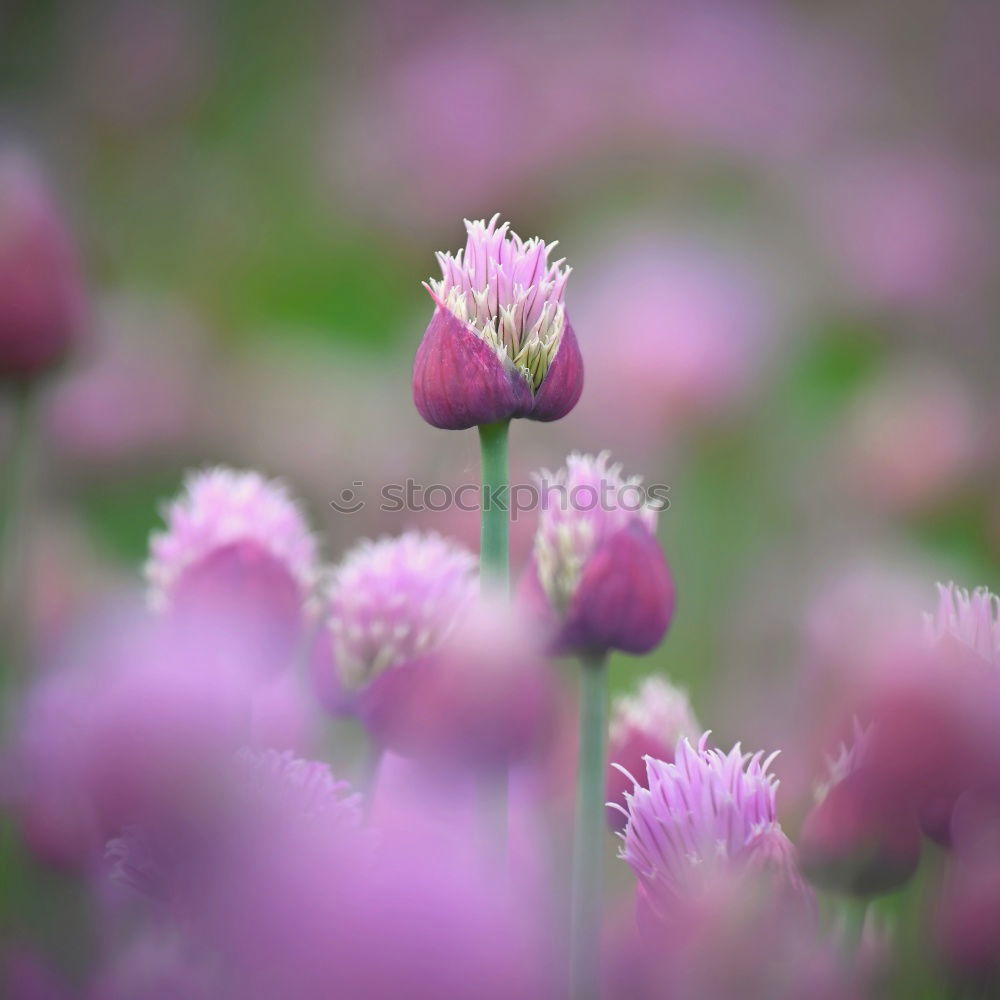 Similar – Beautiful ornamental garlic