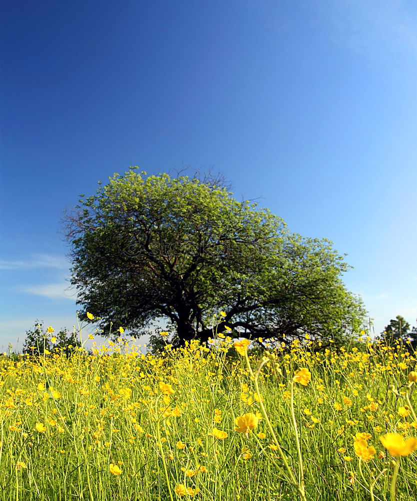 Similar – Image, Stock Photo ladybird perspective