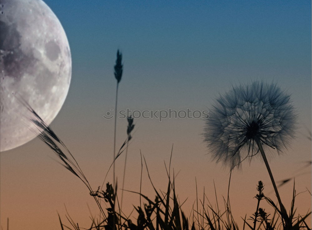 Similar – Image, Stock Photo residual recycling Nature