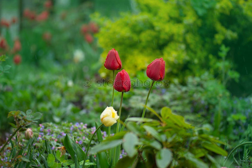 Similar – Flowering red poppy in the garden