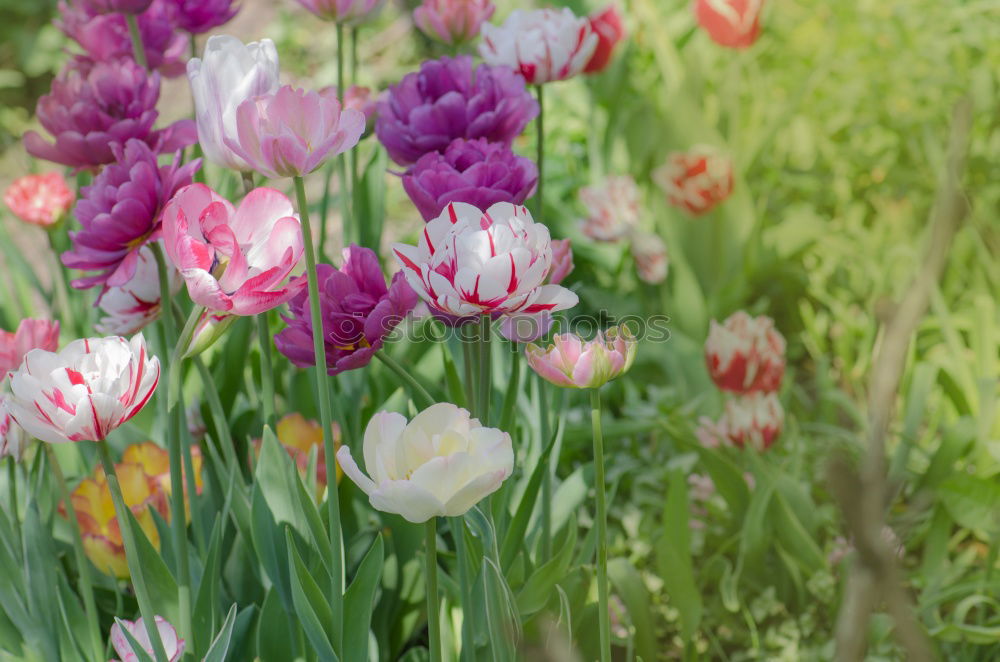 Similar – cocks Nature Plant Spring