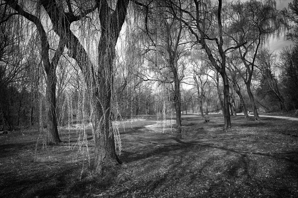 Similar – Image, Stock Photo In the floodplain forest