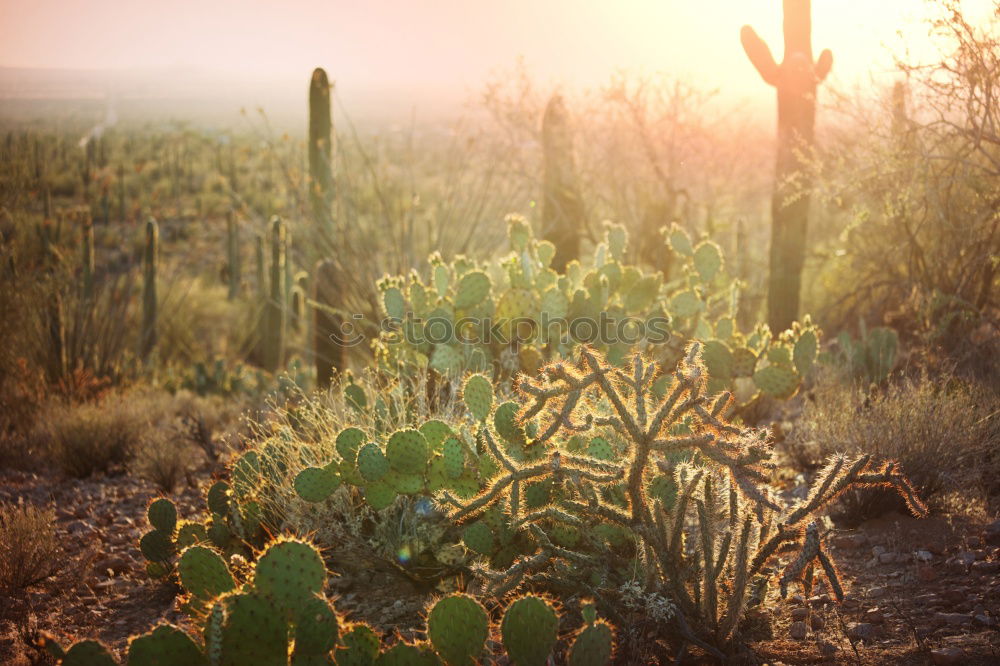 Similar – Cactus Garden