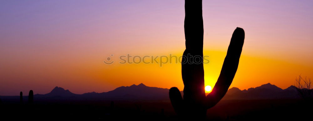 Similar – Image, Stock Photo Wild West and howling coyotes