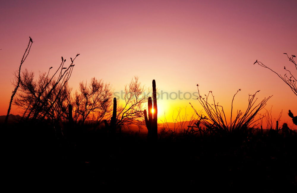 Similar – What’s that glow? Namibia