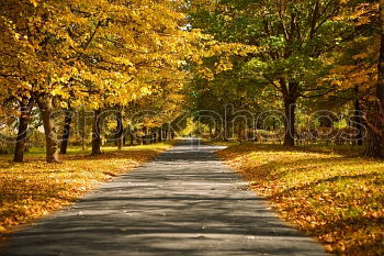 Similar – It’s A Beautiful Day Tree