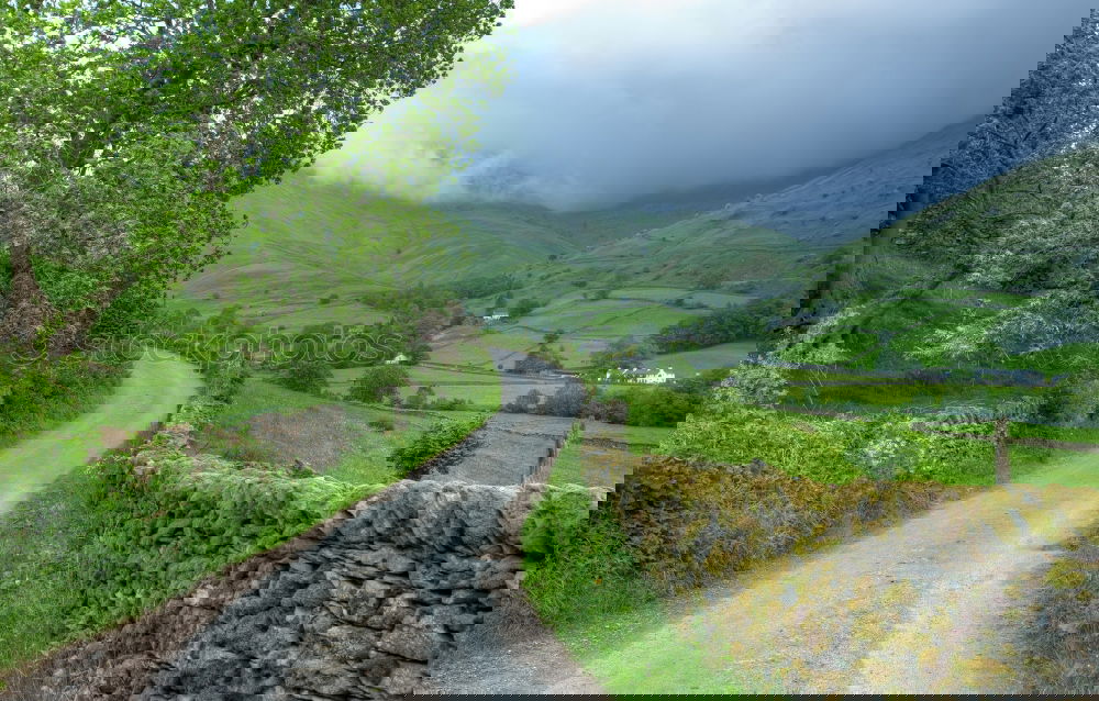 Foto Bild Linksverkehr Baum Feld