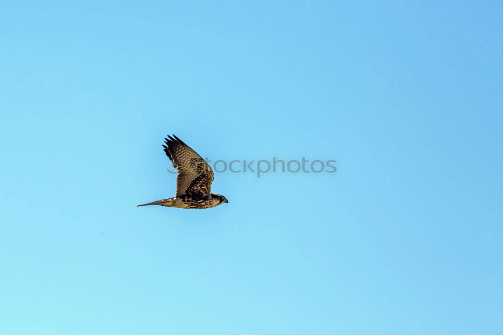 Similar – white-tailed eagle Hunting