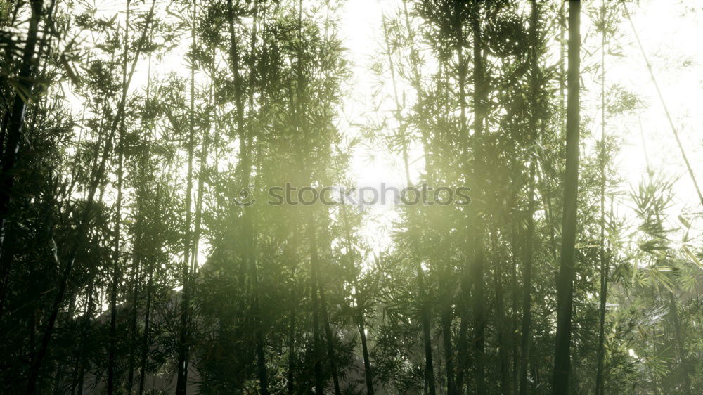 Similar – Image, Stock Photo ray of hope Sun