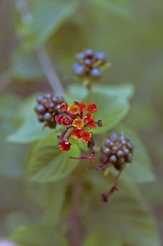 Similar – Firethorn with many red fruits