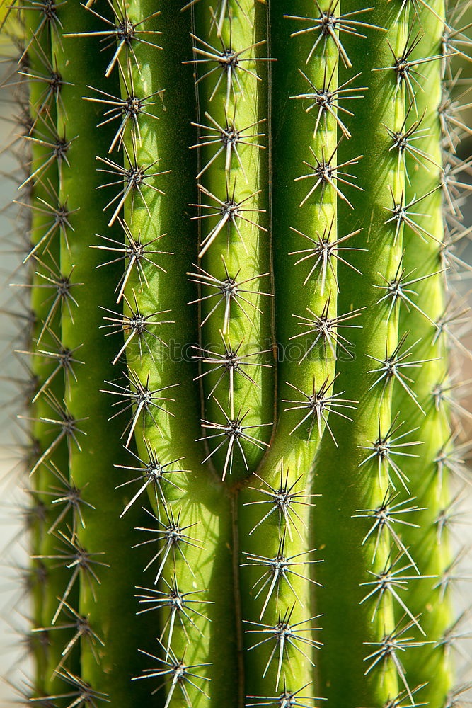 Similar – Image, Stock Photo Sempervivum plants on a field