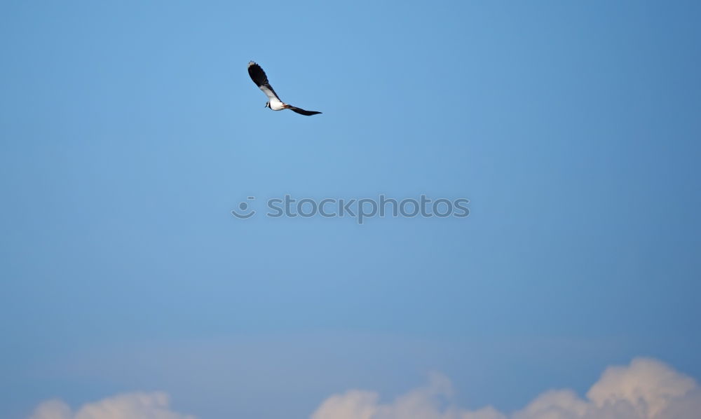 mövenpic Vogel Segeln