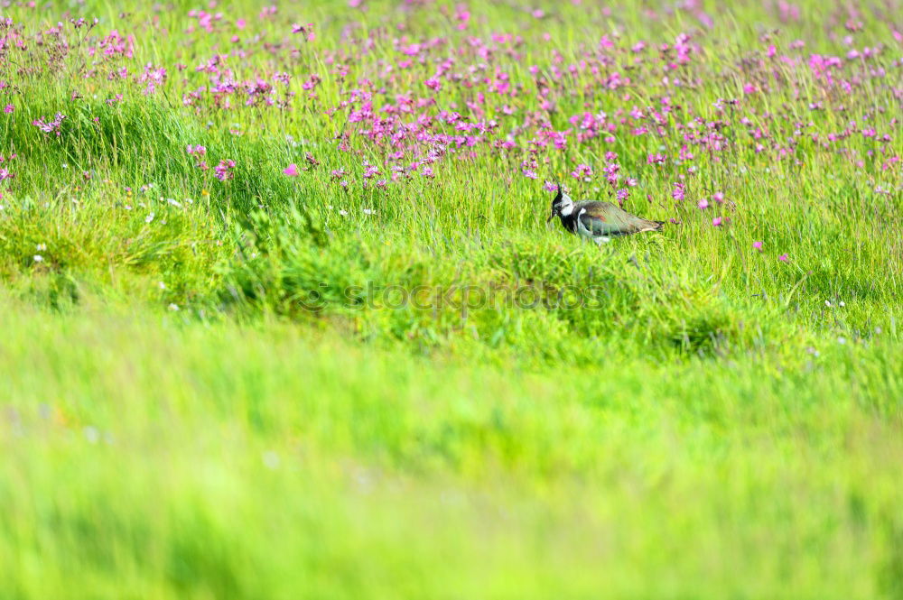 Similar – roe deer watching from wheat field