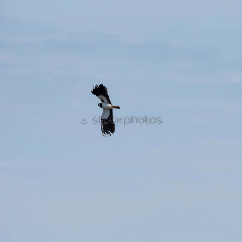 Similar – Image, Stock Photo coast patrol Sky Autumn