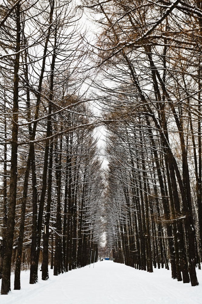 Similar – Winterwald Erholung ruhig