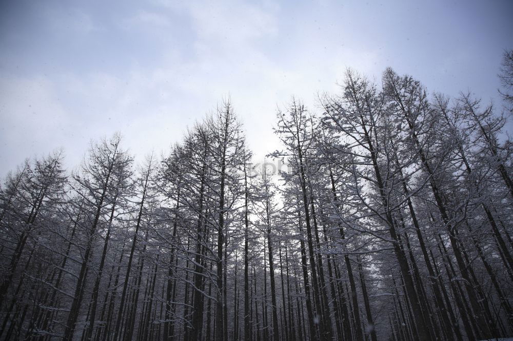 Similar – Image, Stock Photo forest dieback Environment