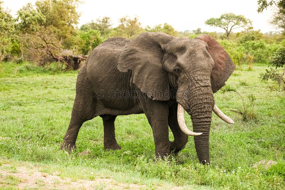 Similar – Image, Stock Photo # 845 Elephant Colossus