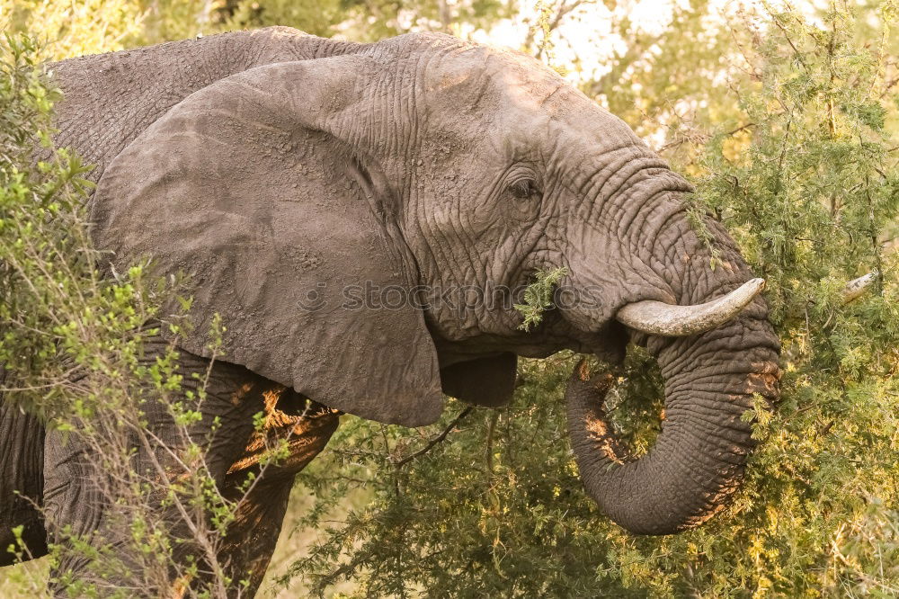 Similar – Image, Stock Photo Elephant in Kruger National Park