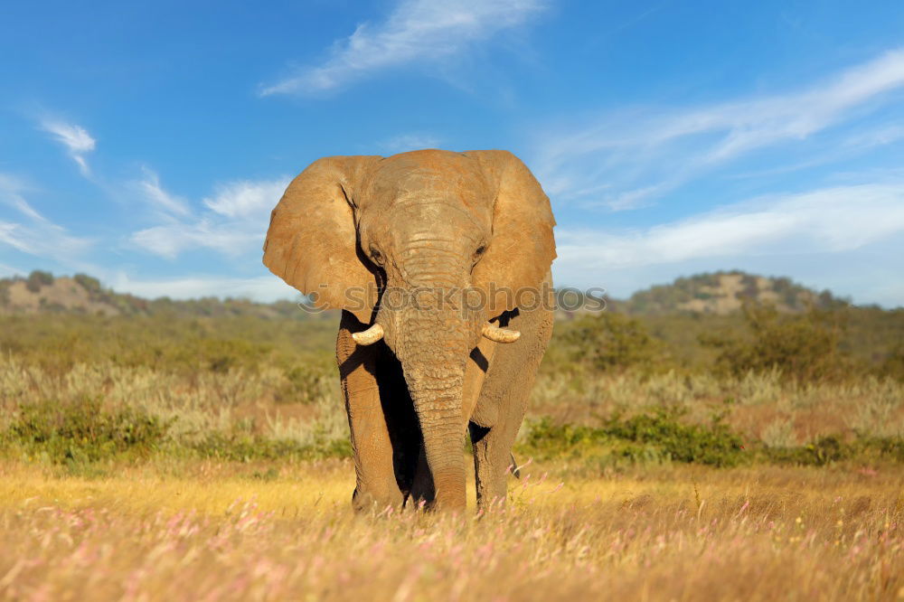 Similar – Image, Stock Photo elephants Animal