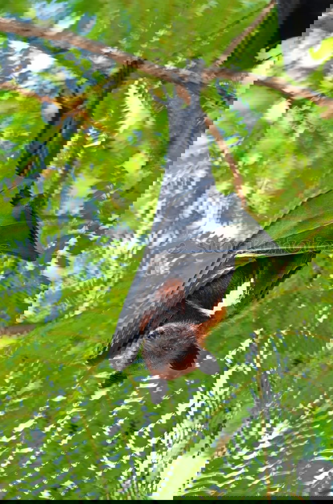 Similar – Image, Stock Photo Lazy bear in Punta Cahuita