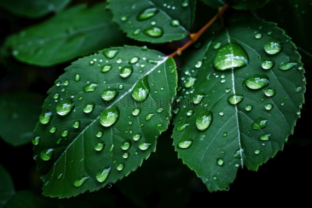 Similar – raindrops Rain Leaf Wet