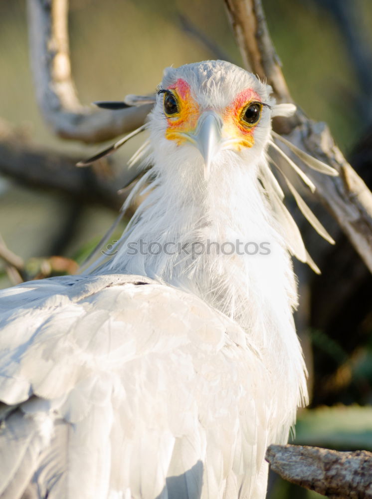 Similar – Image, Stock Photo What weird bird are you?