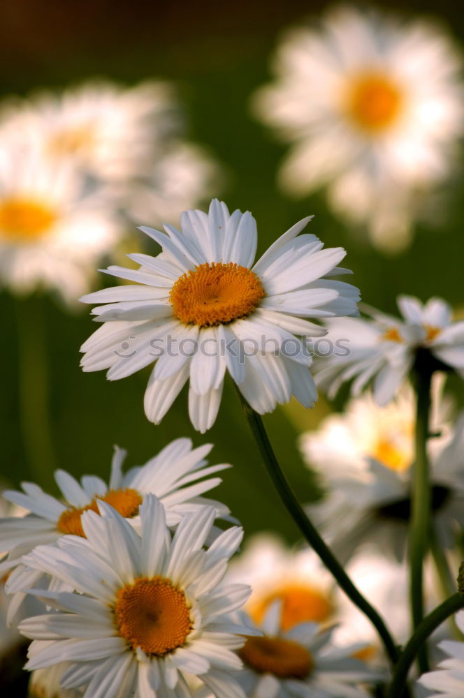 Similar – Image, Stock Photo daisy flower plant Flower