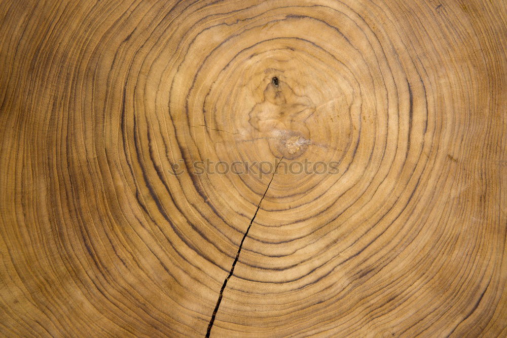 Similar – Wood texture with tree rings (growth rings)