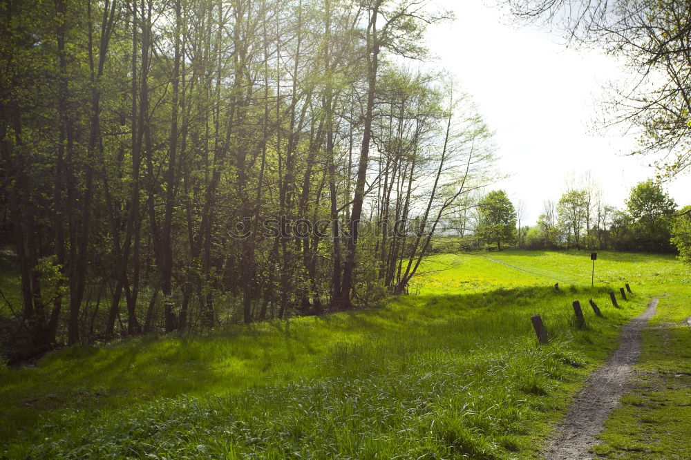 Similar – Trampelpfad braun grün