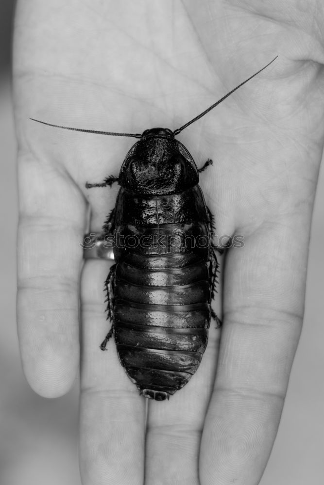 Similar – Child with beetle Garden