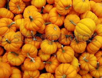 Similar – Image, Stock Photo pumpkin Colour photo Light