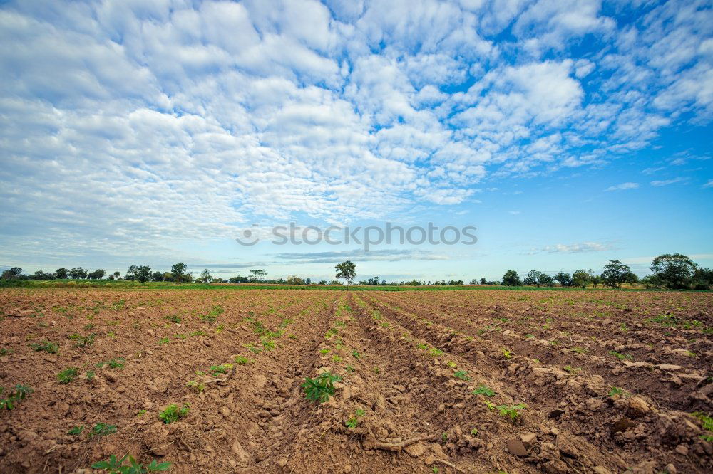 Image, Stock Photo harvest time Harmonious