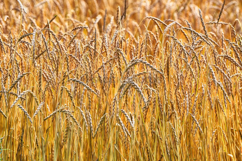 Similar – triticale Environment