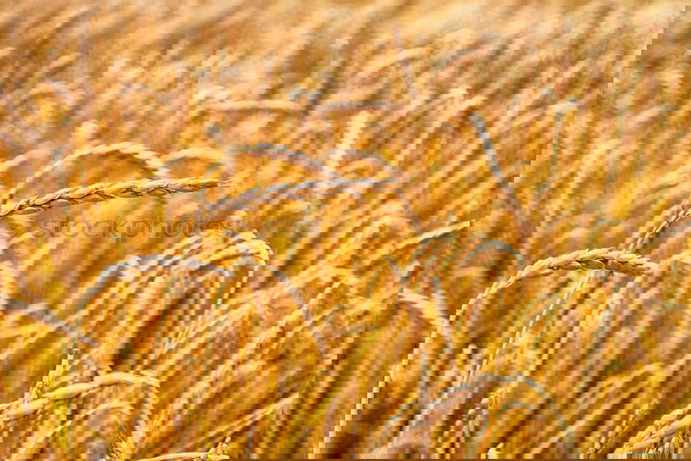 Similar – Foto Bild Ocker Umwelt Natur Pflanze