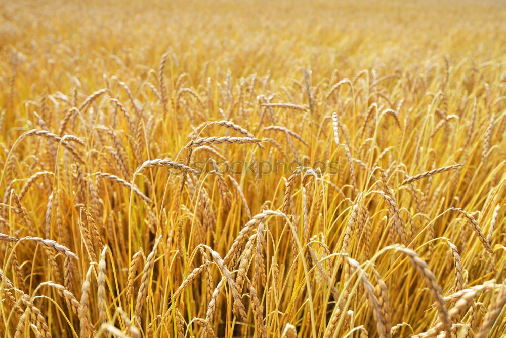 Similar – Foto Bild in the field Feld Distel