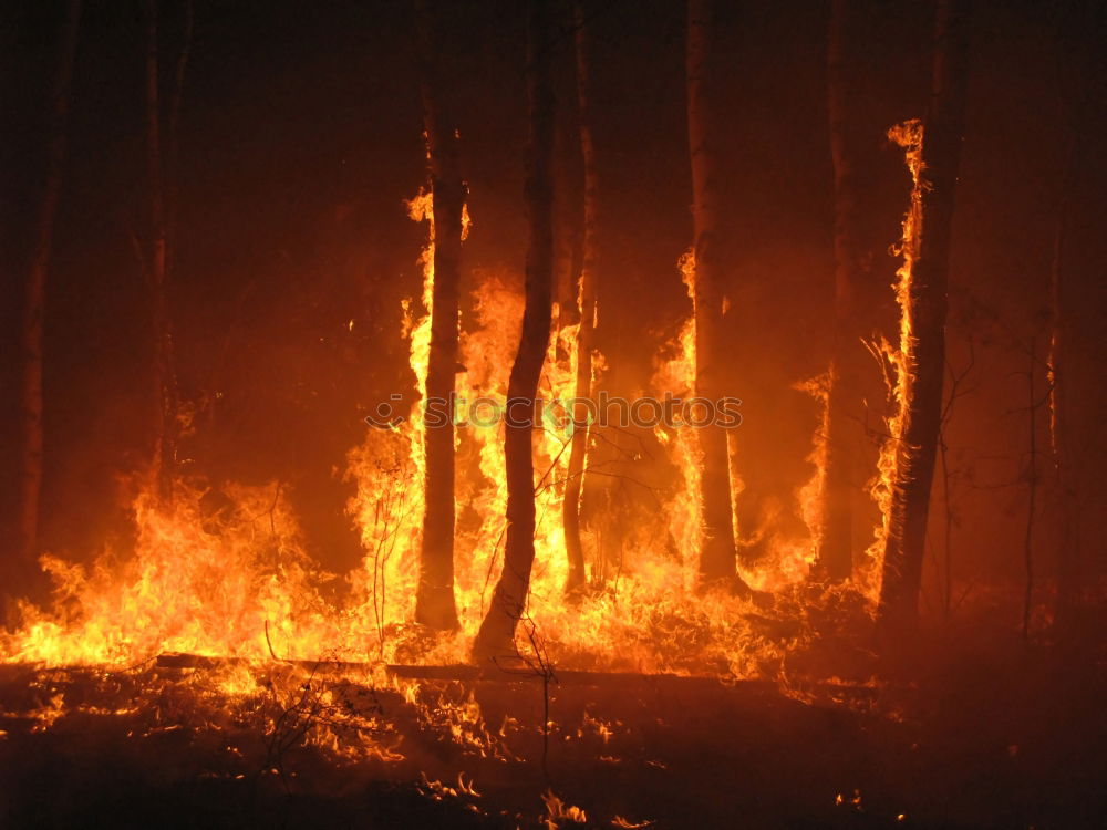 Similar – Image, Stock Photo Forest fire