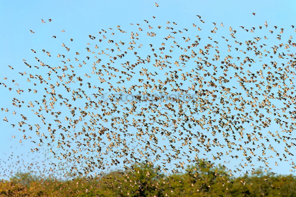 Foto Bild birds above cornfield Tier