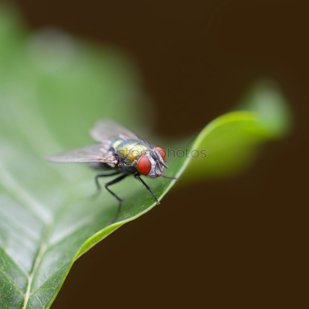 Similar – fly on reed leaf Spring