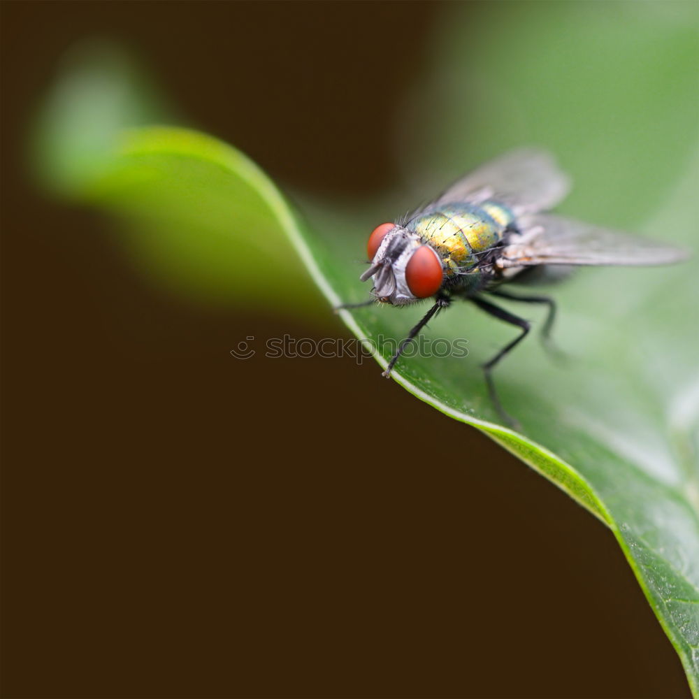 Similar – fly on reed leaf Spring