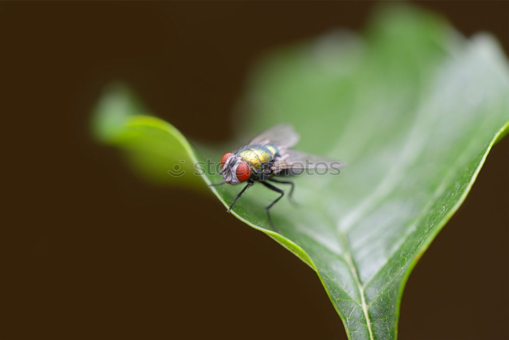 Similar – Image, Stock Photo Spring on approach