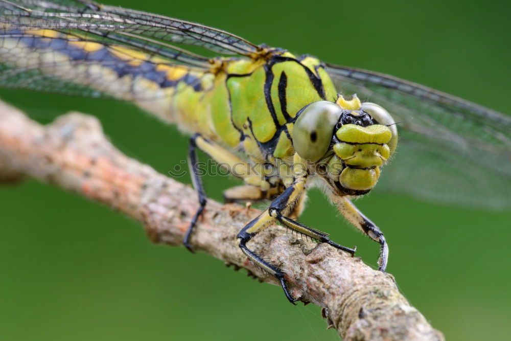 Similar – Image, Stock Photo kurt beck Caterpillar