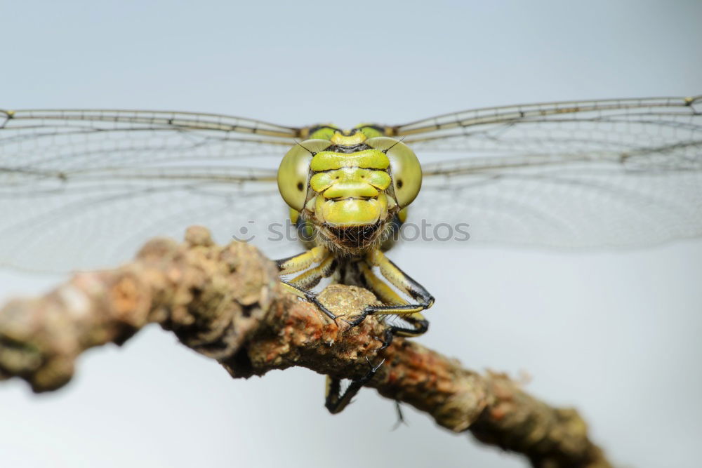 Similar – Image, Stock Photo dragonfly Dragonfly Insect