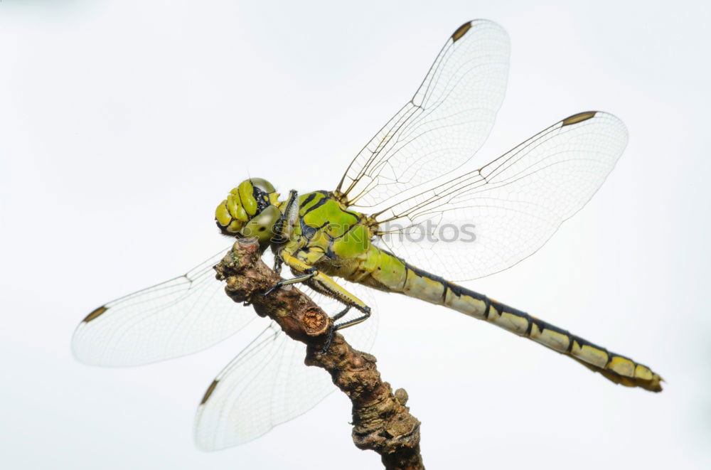 Similar – Image, Stock Photo Sympetrum meridionale (male) N°2