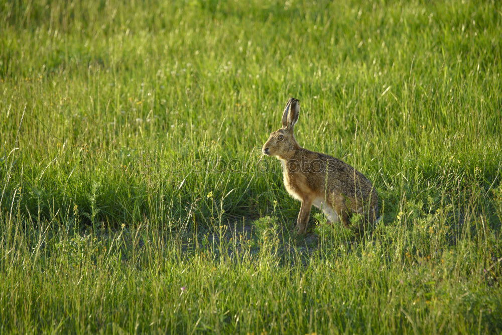 Similar – Deer! Environment Nature