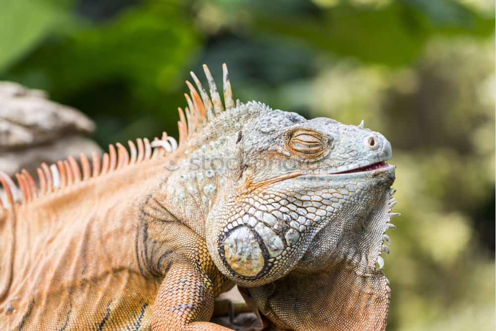 Image, Stock Photo iguana Vacation & Travel